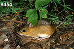 Napaeozapus-insignis